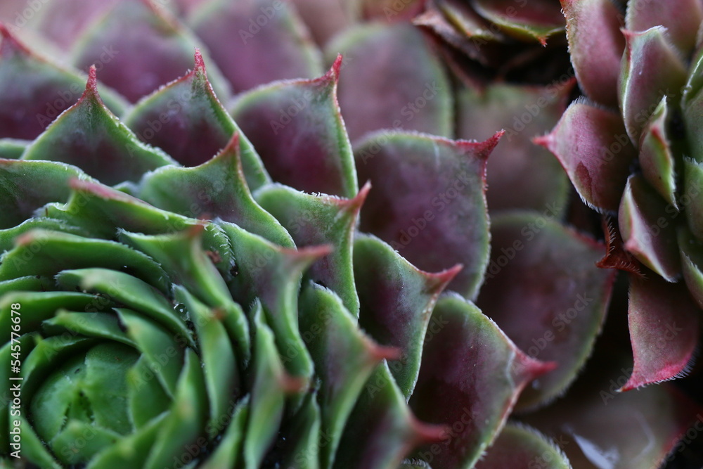 rojnik Monika Sempervivum rojnik Monika Sempervivum
