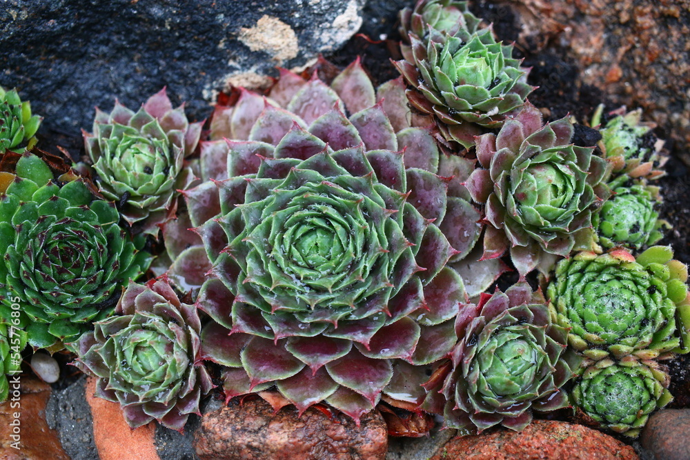 rojnik Monika Sempervivum rojnik Monika Sempervivum
