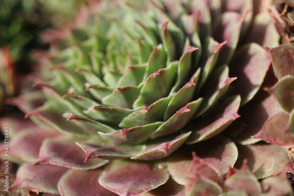 rojnik Monika Sempervivum rojnik Monika Sempervivum