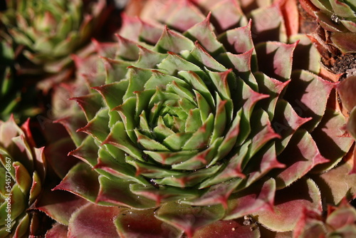 rojnik Monika Sempervivum