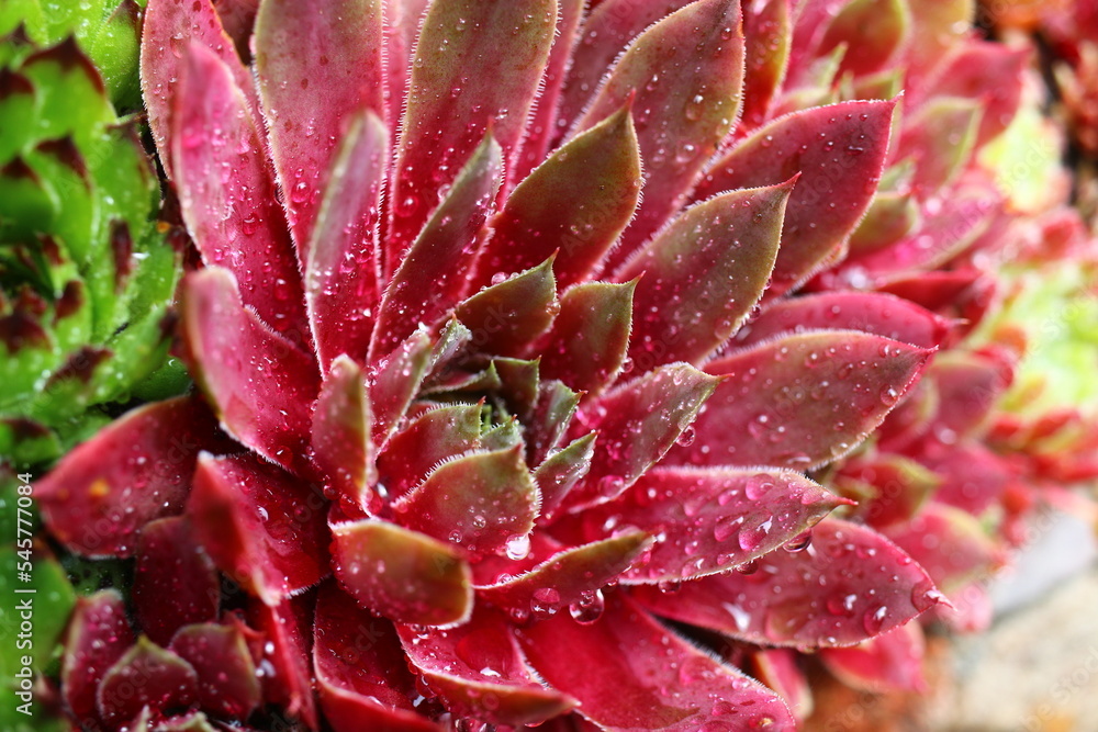 rojnik Monika Sempervivum rojnik Monika Sempervivum