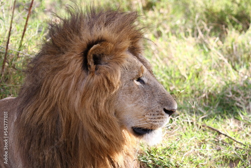 Portrait of a male lion with huge mane looking sideways