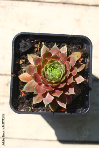 rojnik Monika Sempervivum