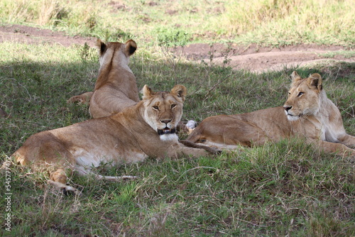 Three lionesses resting on green grass