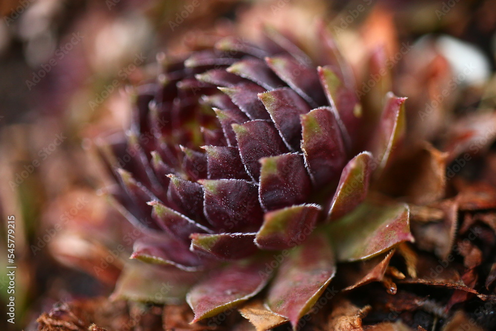 rojnik Sempervivum 'Dr. Fritz Köhlein' rojnik Sempervivum 'Dr. Fritz Köhlein'