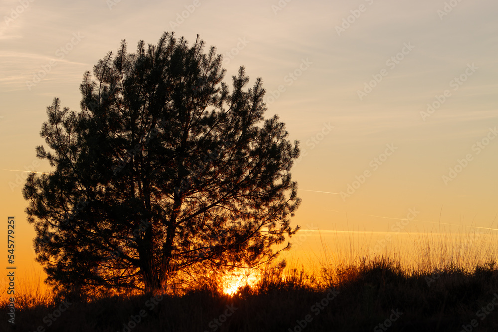 A tree on the heath by sunset on forestarea 'Mookerheide' in the Province of Limburg, the Netherlands. A tree on the heath by sunset on forestarea 'Mookerheide' in the Province of Limburg, the Netherlands.