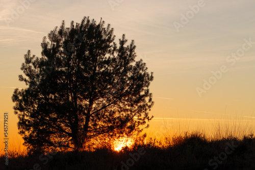 A tree on the heath by sunset on forestarea 'Mookerheide' in the Province of Limburg, the Netherlands. photo