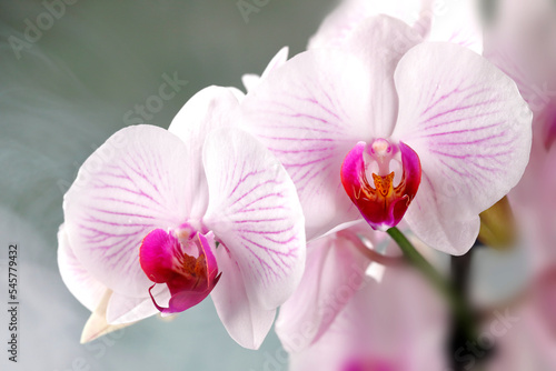 Detailaufnahme einer pr  chtigen rot-wei  en Orchidee