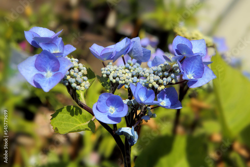 Tableau sur toile Close up photo of a Hydrangea macrophylla 'Zorro' blooming flower