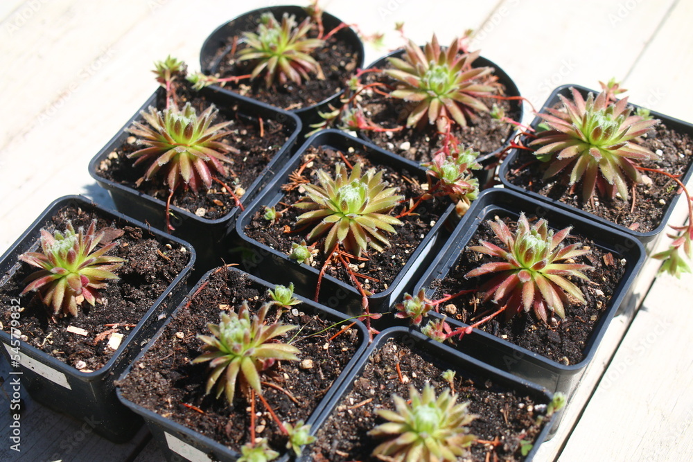 Sempervivum arachnoideum 'Sprite' rojnik pajęczynowaty Sempervivum arachnoideum 'Sprite' rojnik pajęczynowaty