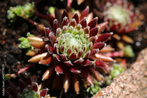 Sempervivum arachnoideum 'Sprite' rojnik pajęczynowaty