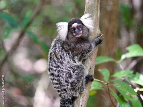 Santarem marmoset (Mico humeralifer) Location: Ceará Fortaleza National Park, Brazil. photo