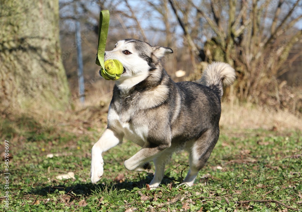 funny husky is running in the garden with a ball in the mouth