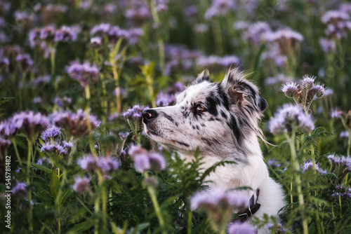 Cute blue merle border collie dog in a field of flowers