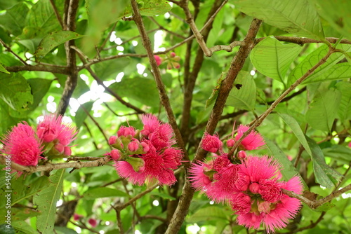 Countless thin pink petals are beautiful. The plant has several names like Mountain Apple, Rose Apple, Otaheite Apple photo