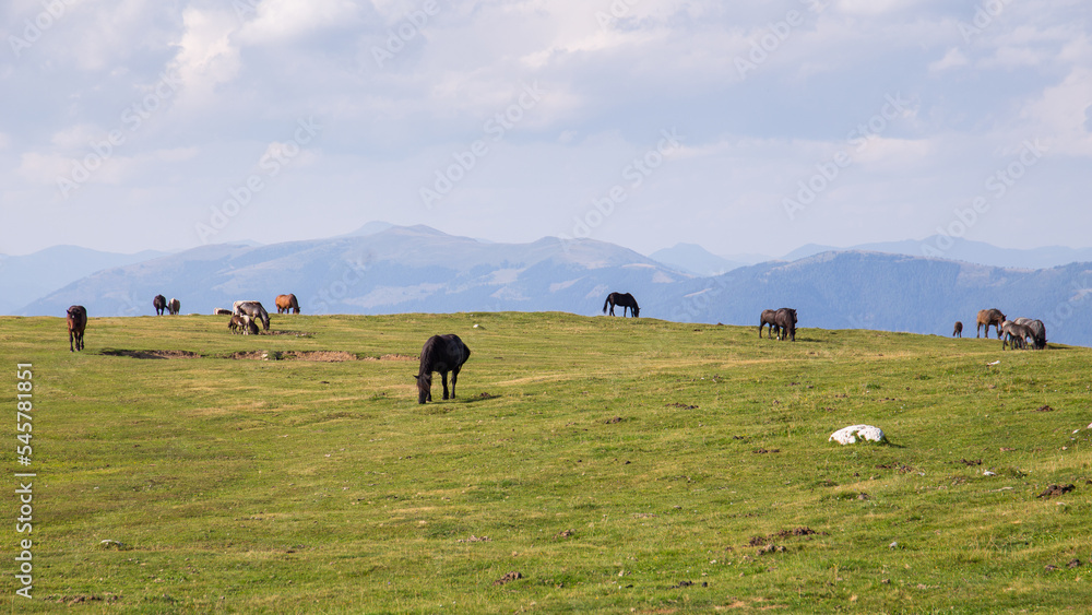 Horses grazing on a green alpine pasture in the mountains of Austria Horses grazing on a green alpine pasture in the mountains of Austria