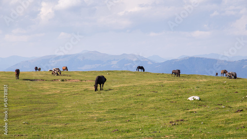 Horses grazing on a green alpine pasture in the mountains of Austria
