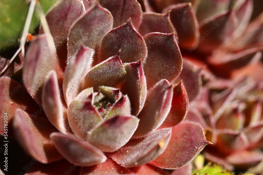 rojnik Sempervivum 'Belladonna'