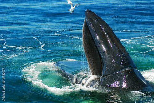 A Humpback Whale surfaces in the ocean with its mouth wide open to feed on the smaller fishes in the sea