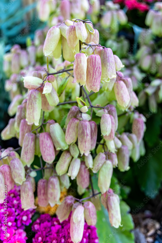 Blooming succulent plant Kalanchoe pinnata Stock Photo | Adobe Stock