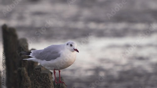 Wallpaper Mural A black-headed gull (Chroicocephalus ridibundus) in winter plumage sits on a pole on the mudflats Torontodigital.ca