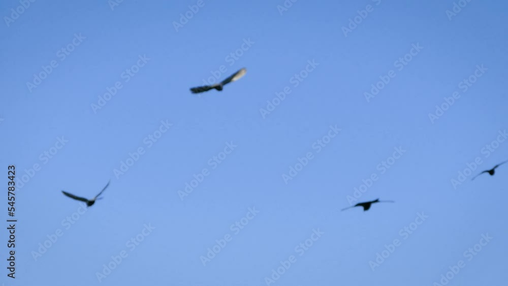 Domestic pigeons (Columba livia domestica) flying in a small flock Domestic pigeons (Columba livia domestica) flying in a small flock