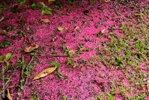 Mountain Apple’s flowers are falling and creating a natural pink colored carpet photo