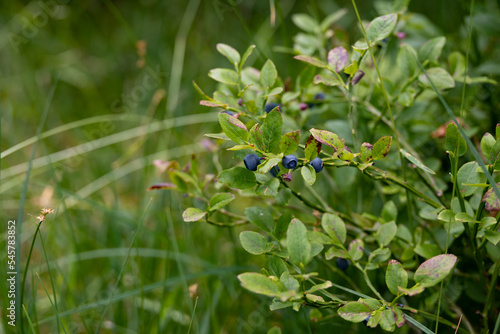 bush of ripe wild blueberries in the forest close up