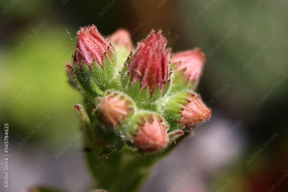 rojnik Sempervivum 'Broad Peak' rojnik Sempervivum 'Broad Peak'