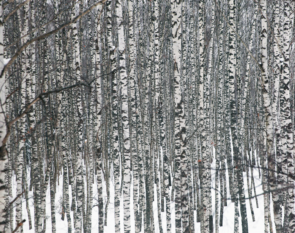 White birches in the winter forest, birch texture background. White birches in the winter forest, birch texture background.