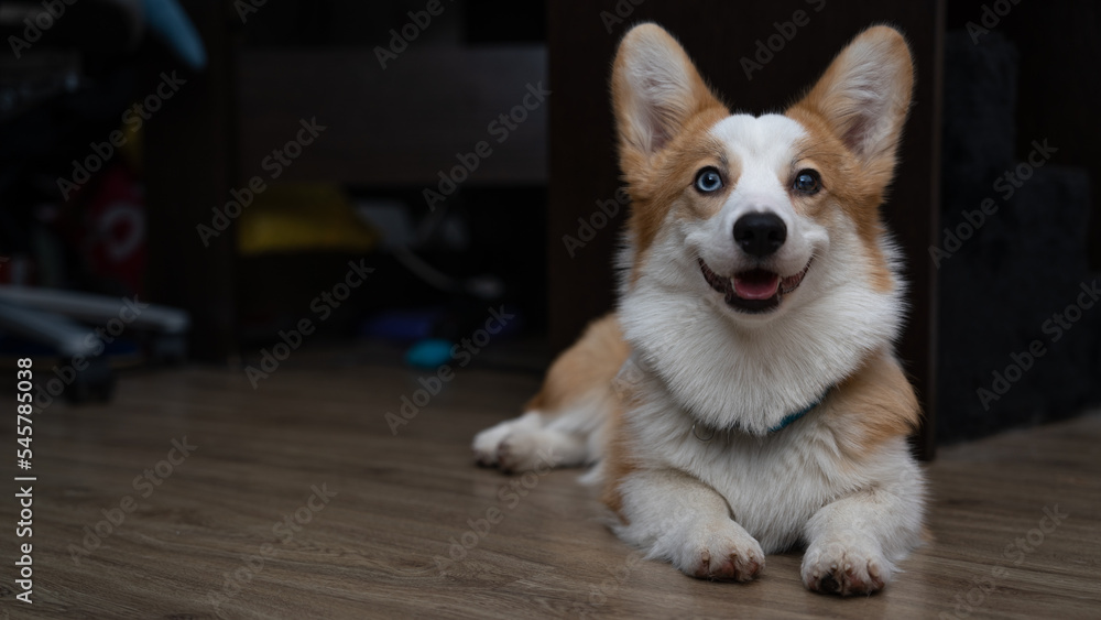 Corgi dog at home. Happy dog, smiling. Corgi dog at home. Happy dog, smiling.