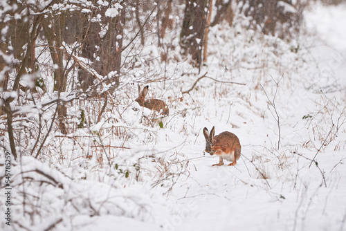 European Hare in the snowy forest  Lepus europaeus .
