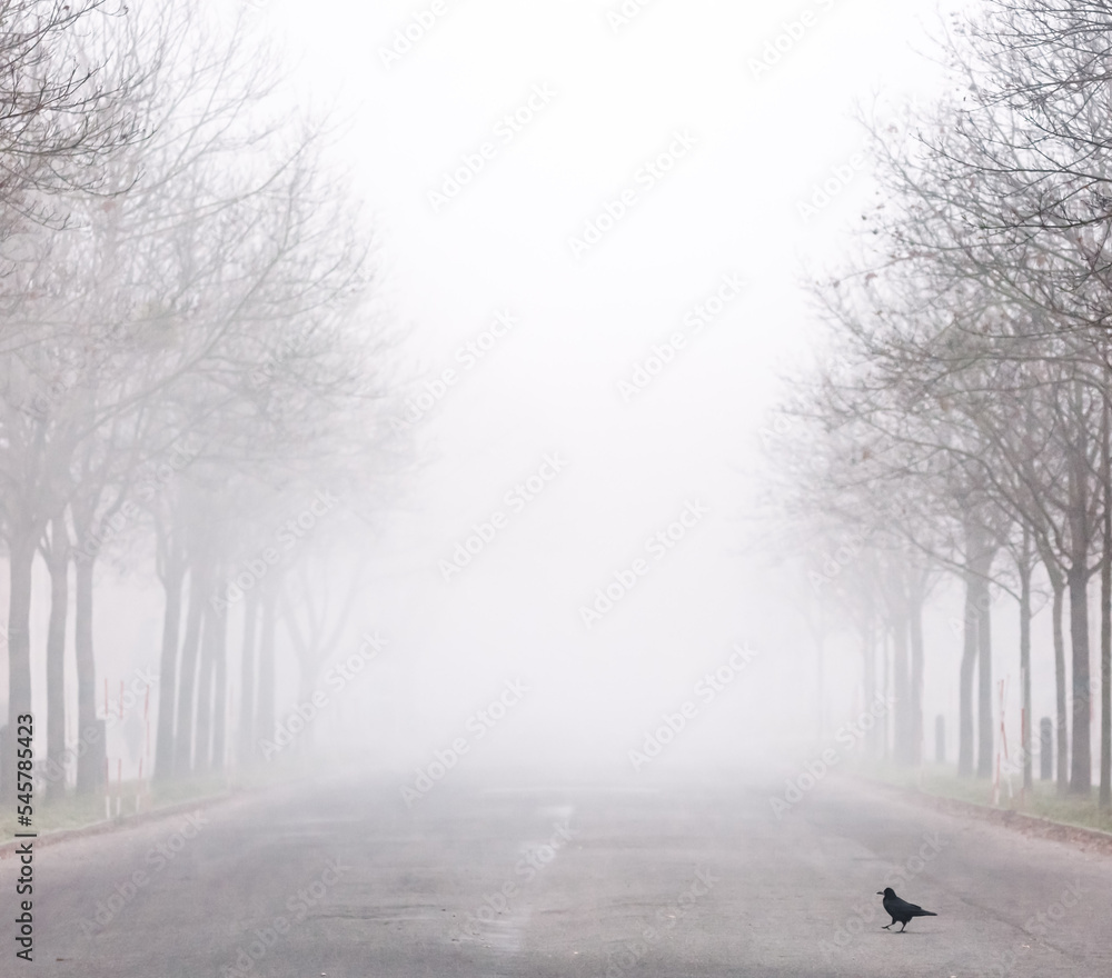 Obraz premium road in fog
