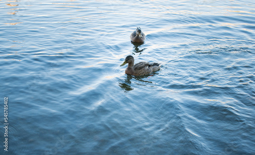 ducks on the river