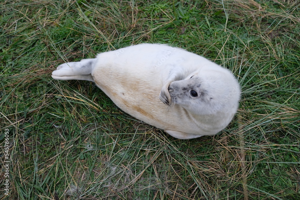 Seal pup Seal pup