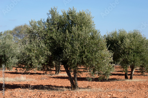 Olivos jóvenes