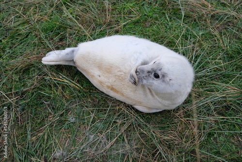 Seal pup 