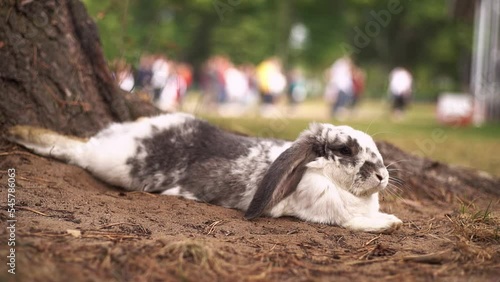 An imperturbable rabbit in the park is resting against the background of an actively jumping crowd