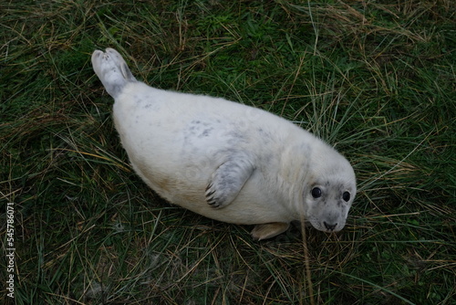 Seal pup