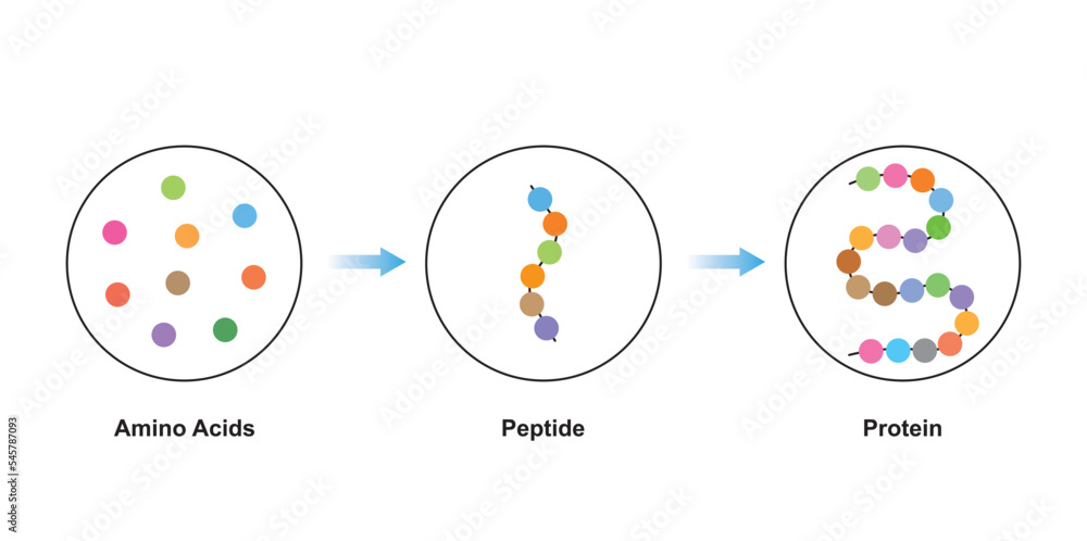 Scientific Designing of Biochemial Structure of Amino acids, Peptides ...
