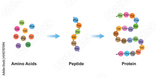 Scientific Designing of Biochemial Structure of Amino acids, Peptides And Proteins Molecular Model. Vector Illustration.	 photo