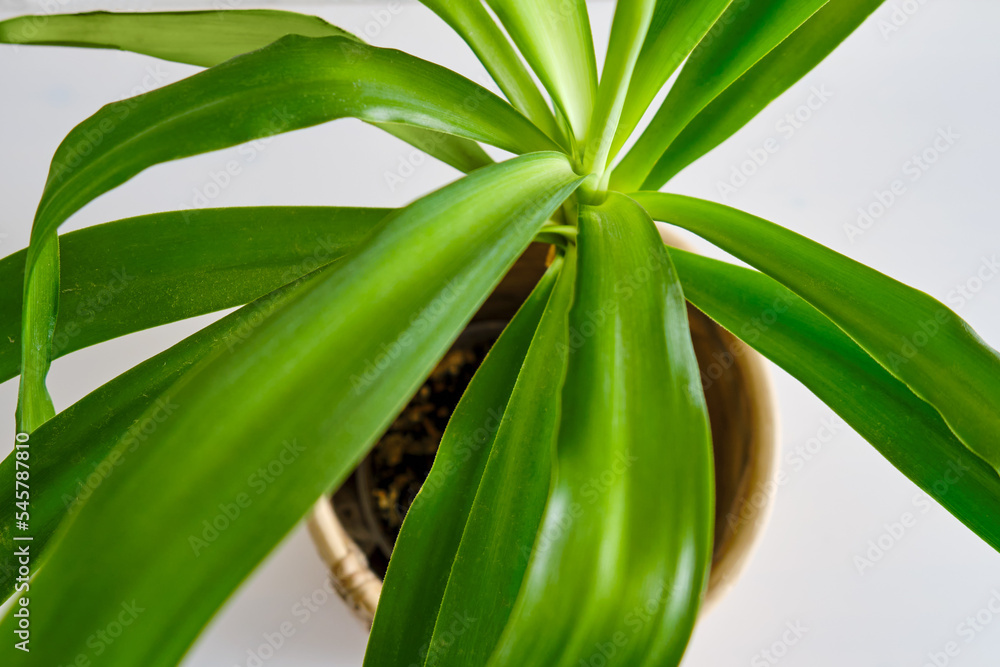 Obraz premium Indoor plant Yucca in a flower pot, top view. Home plant on white table, closeup