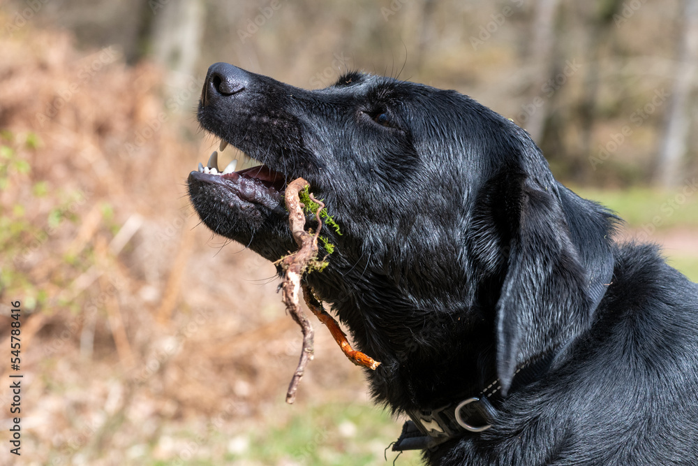Close up of black Labrador chewing a stick