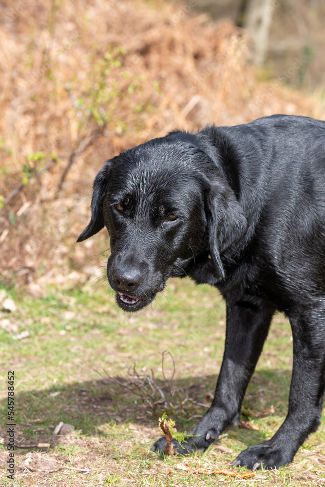 Portrait of a black Labrador in a meadow