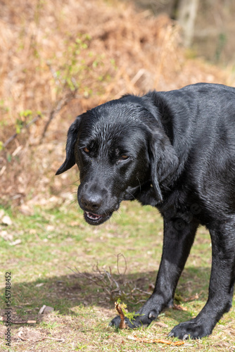 Wallpaper Mural Portrait of a black Labrador in a meadow Torontodigital.ca