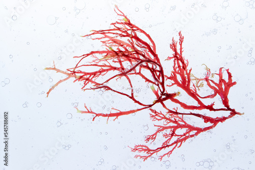 Red algae and air bubbles in the water