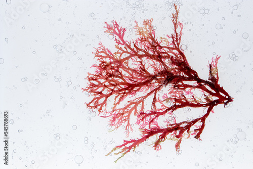 Red algae and air bubbles in the water