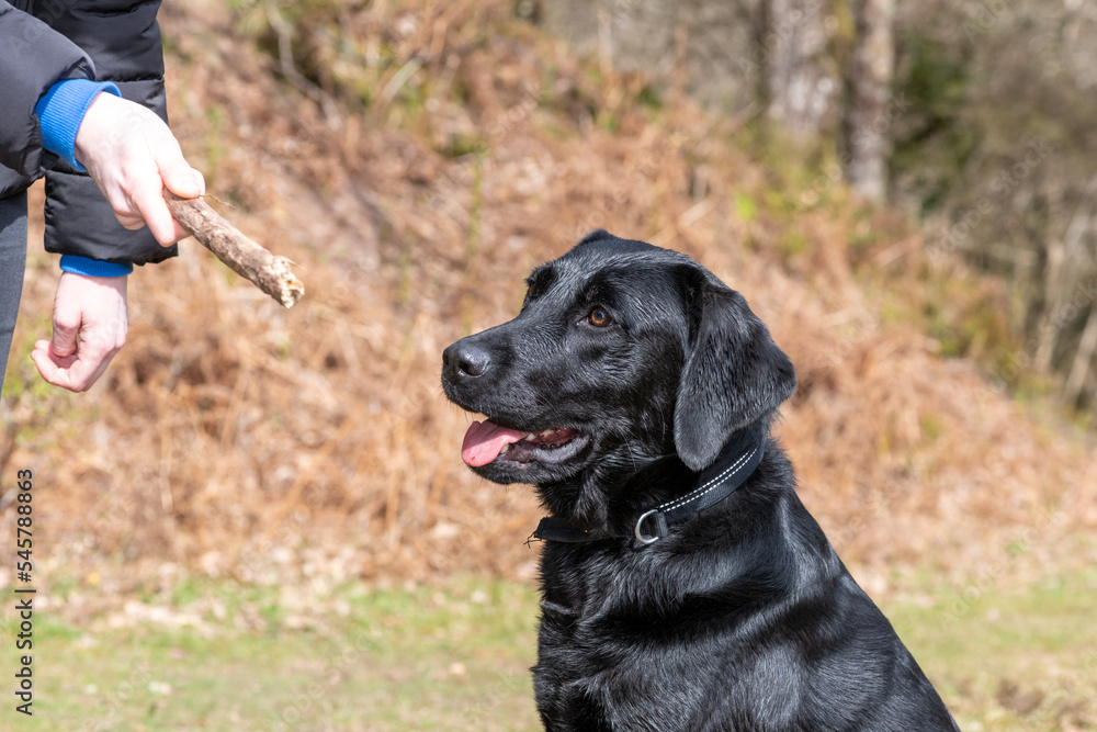 Portrait of a young black Labrador looking at a stick in a person's hand while sitting obediently Portrait of a young black Labrador looking at a stick in a person's hand while sitting obediently