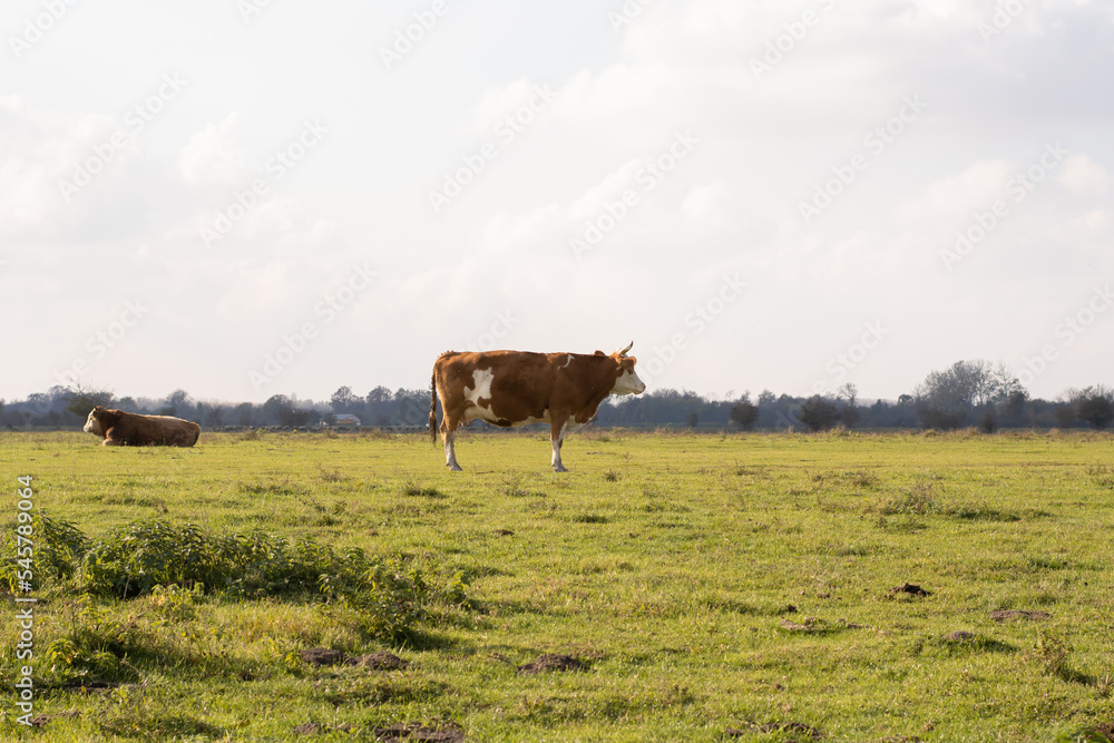 Photo of a cow in profile standing in a field Photo of a cow in profile standing in a field