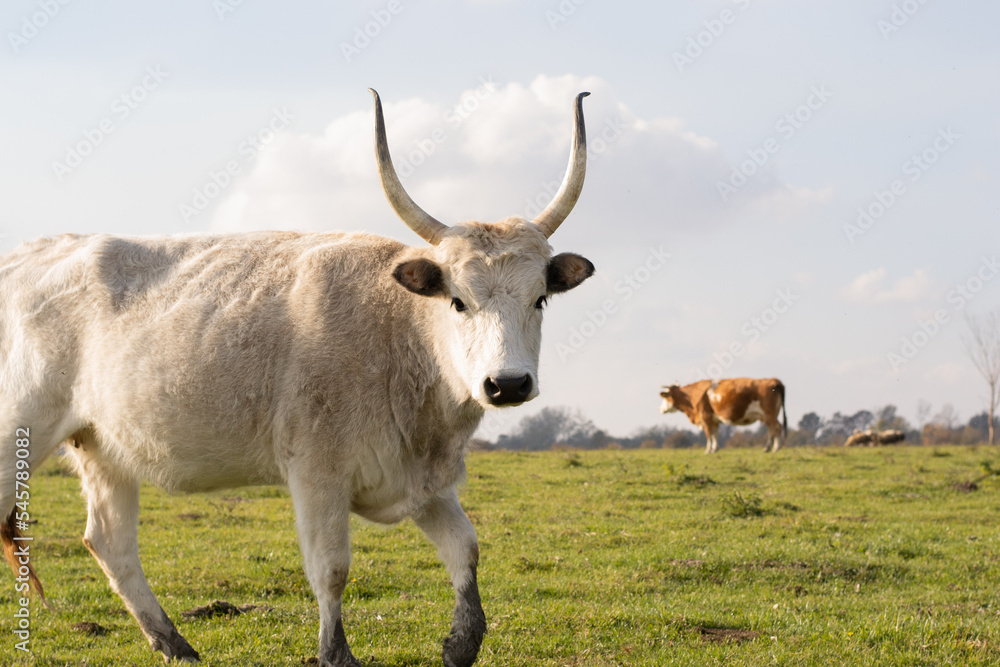 Photo of an ox with horns walking in a green field Photo of an ox with horns walking in a green field
